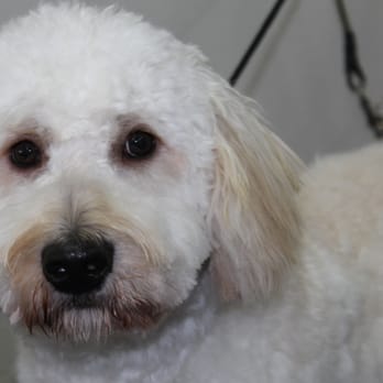 Sud-Z-Paws - Pet Groomers Near Me - Sheboygan, Wisconsin Sud-Z-Paws - Pet Groomers Near Me - Sheboygan, Wisconsin