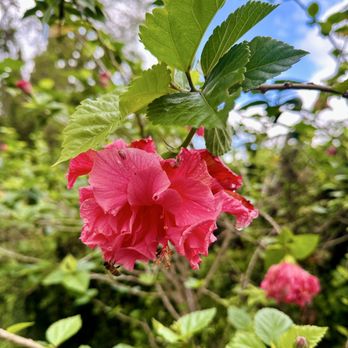 Kula Botanical Gardens - Parks Near Me - Kula, Hawaii