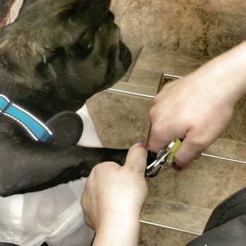 Pet Valu - Nail trim after 5pm $10.00 - Pet Stores Near Me - Mississauga, Ontario Pet Valu - Nail trim after 5pm $10.00 - Pet Stores Near Me - Mississauga, Ontario