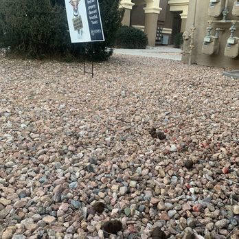 Olympus Encantada - one of 10,000 photos on my camera roll of the dog poop. - Apartments Near Me - Albuquerque, New Mexico