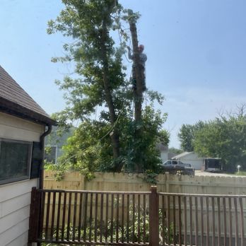 Eddy's Tree Service - Boxelder yuck! - Tree Services Near Me - Lake Villa, Illinois