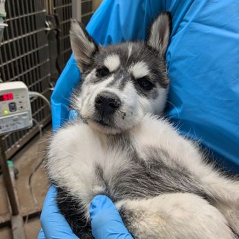 Harris County Pets - Holding her and comforting her - Veterinarians Near Me - Houston, Texas Harris County Pets - Holding her and comforting her - Veterinarians Near Me - Houston, Texas
