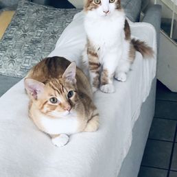 Copper and Smalls