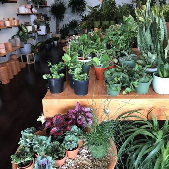 Plantiitas - Home Decor Near Me - Long Beach, California