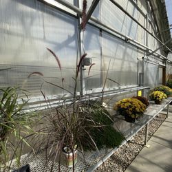 Jolly Lane Greenhouse