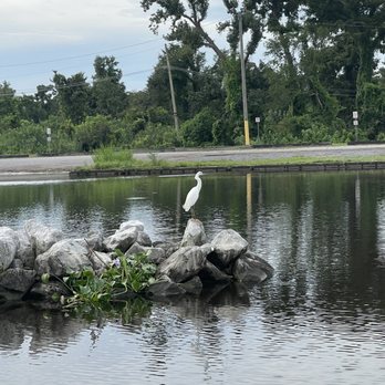Ultimate Swamp Adventures - Tours Near Me - Westwego, Louisiana