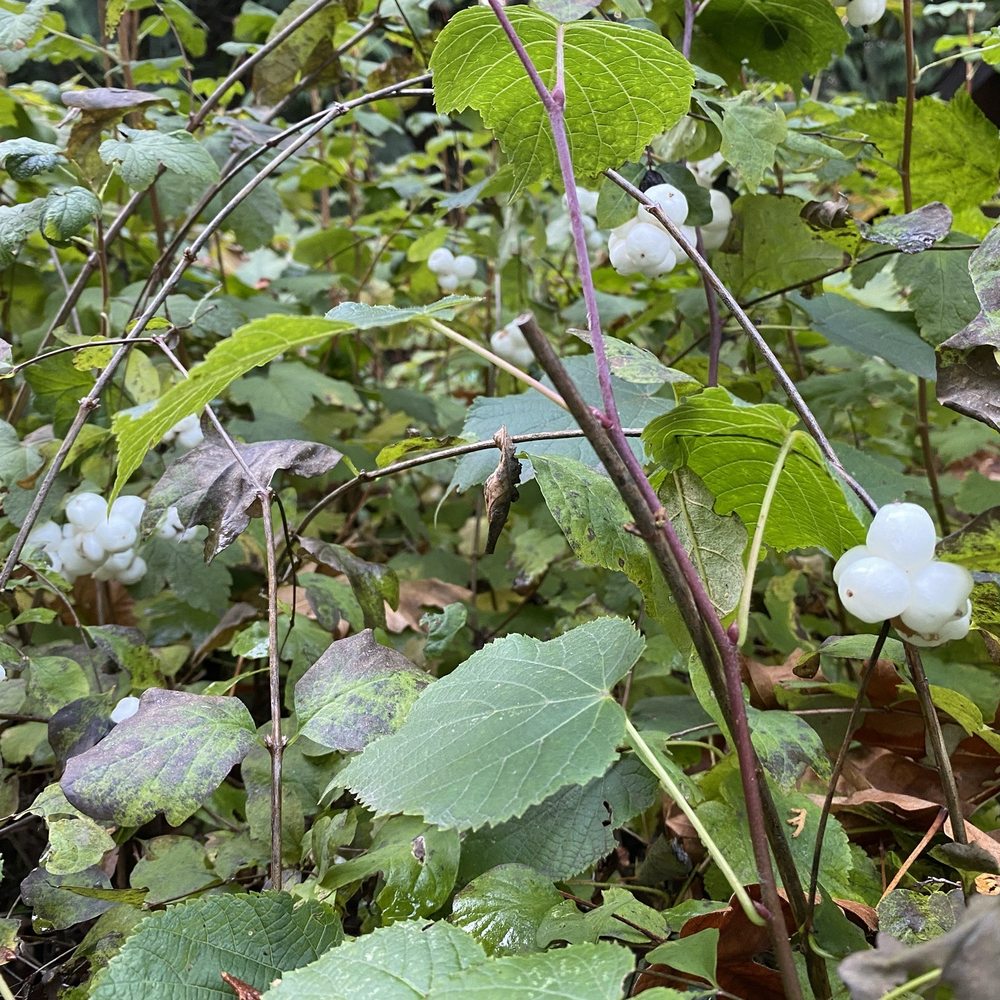 Mount Douglas Park - White berries in the fall - Parks Near Me - Victoria, British Columbia Mount Douglas Park - White berries in the fall - Parks Near Me - Victoria, British Columbia