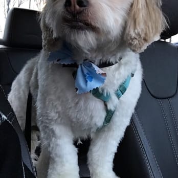 Pet Star Salon - Pet Groomers Near Me - Fairfax, Virginia Pet Star Salon - Pet Groomers Near Me - Fairfax, Virginia