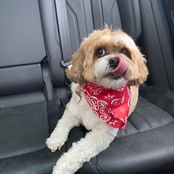Rub-A-Dub Dog - Pet Groomers Near Me - Chicago, Illinois