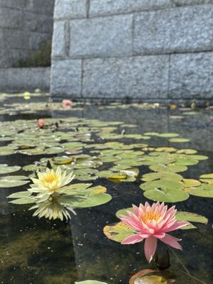 Tsz Shan Monastery by null