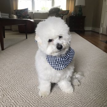 Mill Creek Grooming - Maltipoo after grooming - Pet Services Near Me - Columbia, South Carolina Mill Creek Grooming - Maltipoo after grooming - Pet Services Near Me - Columbia, South Carolina