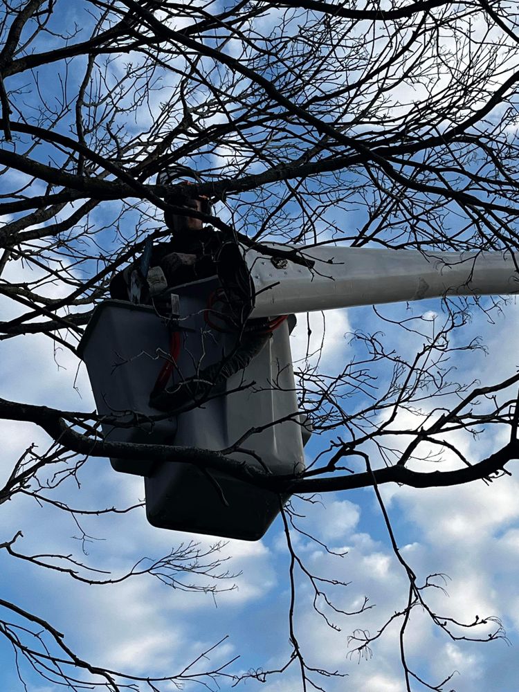 Charella Tree Service - tree service in Rochester, NY