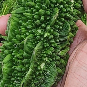 Spice Bazar - BITTER GOURD (KARELA) - Grocery Near Me - Davie, Florida Spice Bazar - BITTER GOURD (KARELA) - Grocery Near Me - Davie, Florida