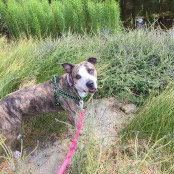 Protein for Pets - Roxy's doing great on her raw diet (Northwest Naturals) and loves the food! - Pet Stores Near Me - Rancho Cucamonga, California
