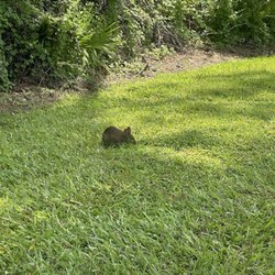 Celebration Golf Club - Bunny