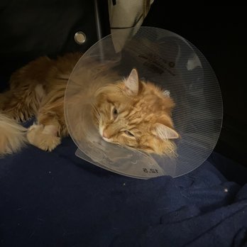 SAGE Veterinary Centers - Campbell - Theo in recovery - Veterinarians Near Me - Campbell, California SAGE Veterinary Centers - Campbell - Theo in recovery - Veterinarians Near Me - Campbell, California