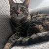 Marina Hills Animal Hospital gift card