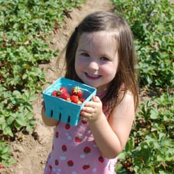 Hawthorne Family Playschool - Strawberry picking on our last day of school!