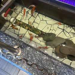 Ginger Buffet and Grill - Fish
