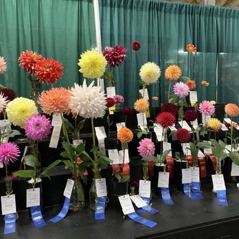 Washington State Fair - Dahlias and their ribbons, September 16th 2025 - Festivals Near Me - Puyallup, Washington Washington State Fair - Dahlias and their ribbons, September 16th 2025 - Festivals Near Me - Puyallup, Washington