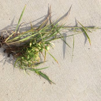 Weed Man - Some of my weeds. - Lawn Services Near Me - Winchester, Virginia Weed Man - Some of my weeds. - Lawn Services Near Me - Winchester, Virginia