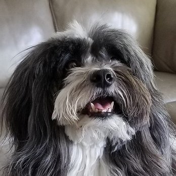 Pawsitive Vibes - Ricky Ricardo - Pet Groomers Near Me - Newbury Park, California