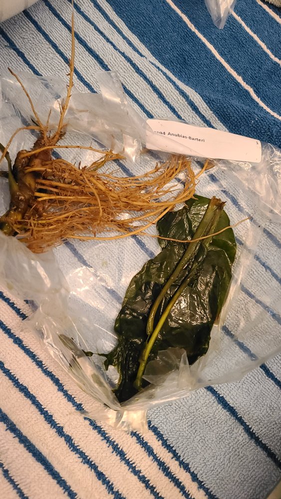 ARIZONA AQUATIC GARDENS Updated October 2024 115 Photos & 341