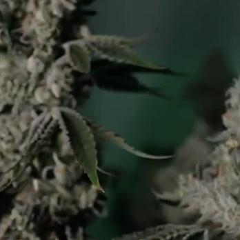 STIIIZY - Oakland - Cannabis Dispensaries Near Me - Oakland, California