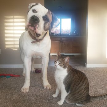 Growls N Meows - Pharaoh the Boerboel Mastiff and Thor love Joe! - Pet Sitting Near Me Growls N Meows - Pharaoh the Boerboel Mastiff and Thor love Joe! - Pet Sitting Near Me