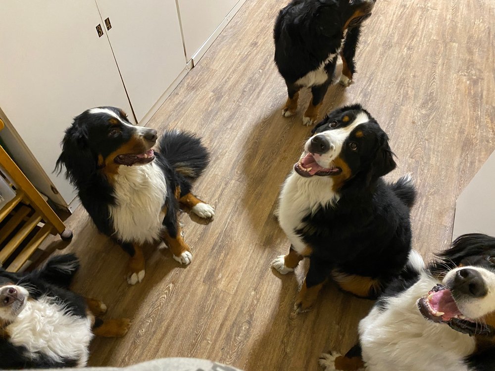 Howling Peaks - pet boarding facility in Anchorage, AK