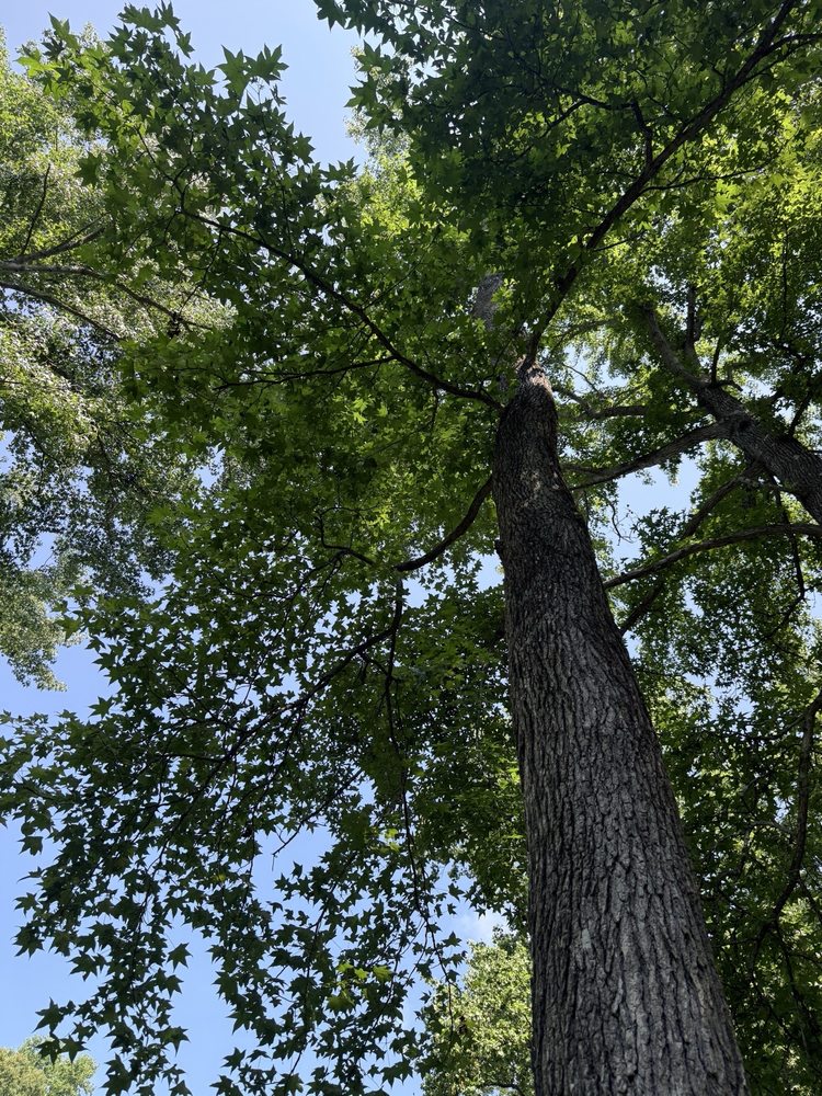 Complete Lawn and Tree Service - tree service in Chesapeake Beach, MD