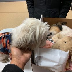 pet cremation brooklyn