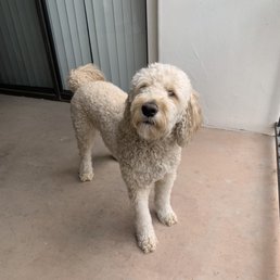 Before grooming...needed a summer cut.