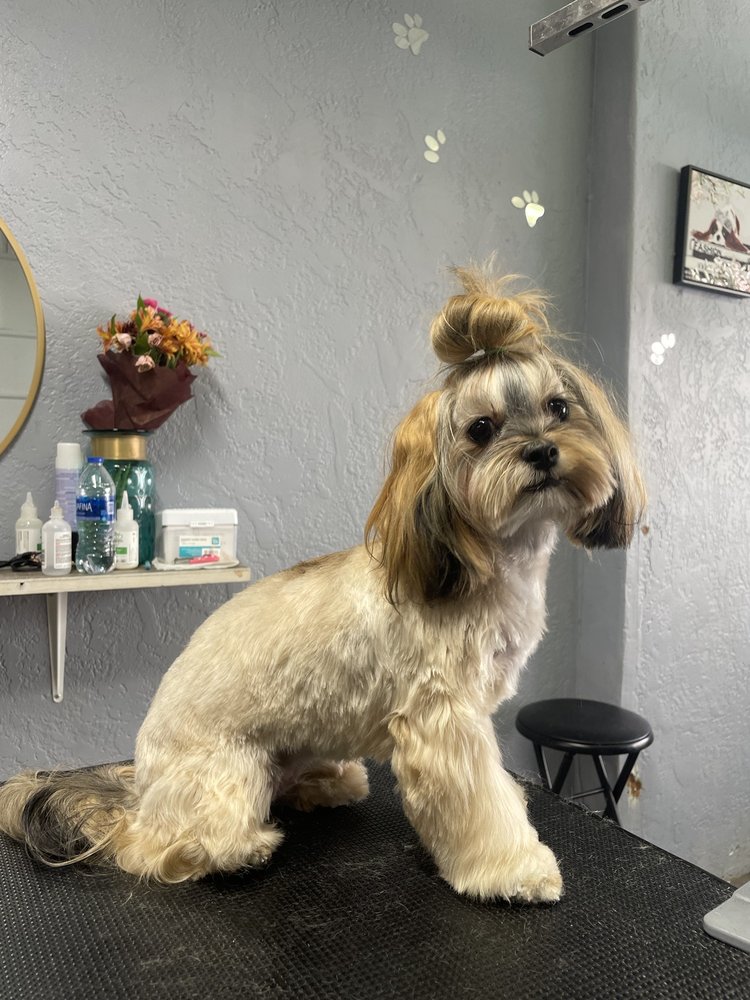 PUPPY’S PALACE Updated September 2024 115 Gunsmoke St, Dodge City