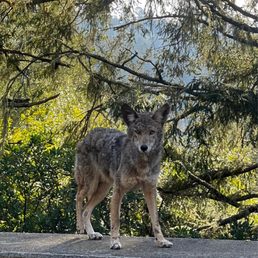 Coyote Coyote