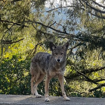 Mount Tamalpais State Park - Coyote - Parks Near Me - Mill Valley, California Mount Tamalpais State Park - Coyote - Parks Near Me - Mill Valley, California