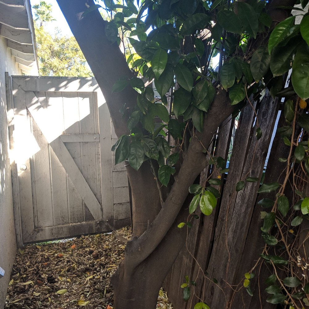 Best Value Tree Service - Fence destroying/roof threatening tree! - Tree Services Near Me Best Value Tree Service - Fence destroying/roof threatening tree! - Tree Services Near Me