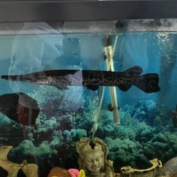 The Gar we purchased in November of 2020