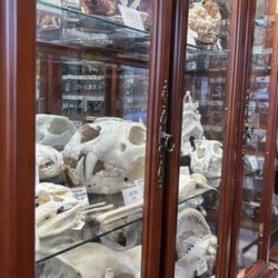 The Golden Curiosity Shop