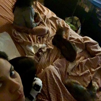 Precious Bengals - Bengal watching TV with the family. - Pet Breeders Near Me