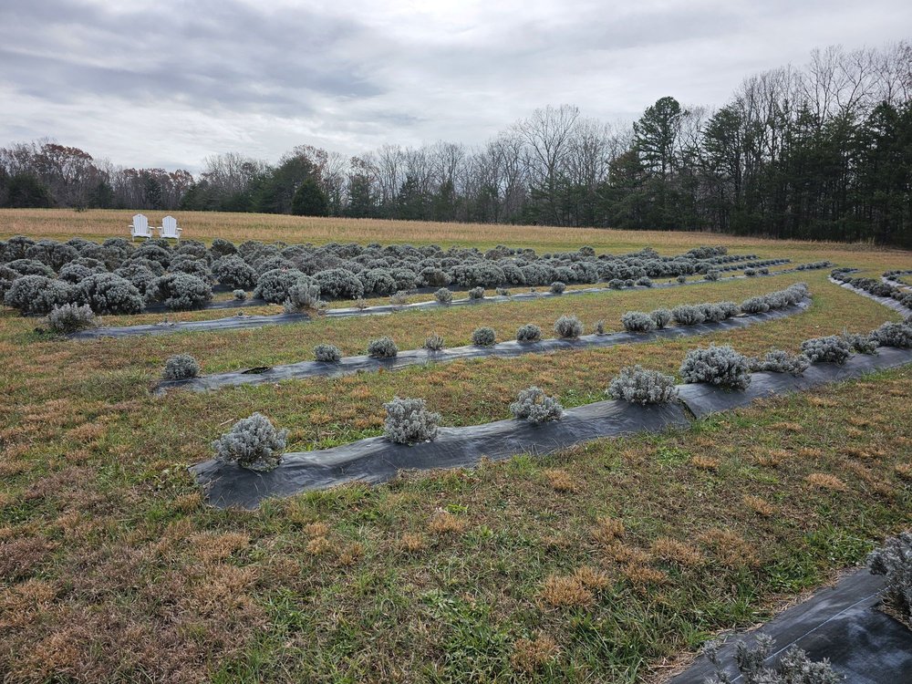 Lookout Lavender Farm - beekeeping in Rising Fawn, GA