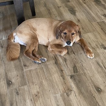 Mobile Pet Parlour - She is lying down because she's still sleepy from her meds, but her haircut was done beautifully. - Pet Groomers Near Me Mobile Pet Parlour - She is lying down because she's still sleepy from her meds, but her haircut was done beautifully. - Pet Groomers Near Me