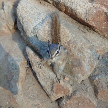 Bloods Lake Trail - Chipmunk - Hiking Near Me - Park City, Utah Bloods Lake Trail - Chipmunk - Hiking Near Me - Park City, Utah