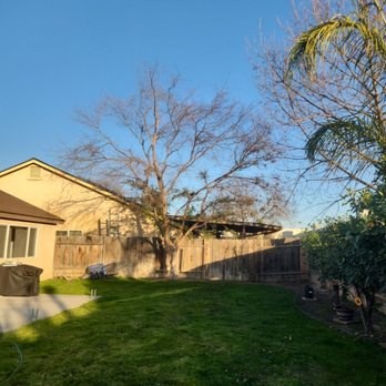 Mario's Tree Care - Tree Services Near Me - Bakersfield, California Mario's Tree Care - Tree Services Near Me - Bakersfield, California
