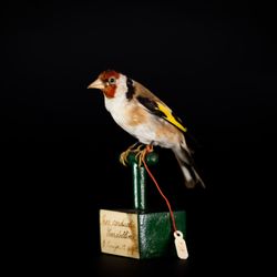 Museo Casa del Podestà, Fondazione Ugo Da Como - Museo Civico Ornitologico Gustavo Adolfo Carlotto, Rocca di Lonato del Garda, Cardellino