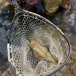 My wife's first ever fish!