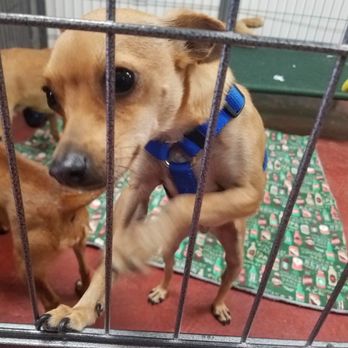 Save Tehachapis Orphaned Pets - Animal Shelters Near Me - Tehachapi, California Save Tehachapis Orphaned Pets - Animal Shelters Near Me - Tehachapi, California
