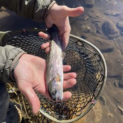 Deep Creek Outfitters - Rainbow Trout