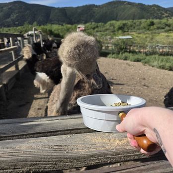 Ostrichland USA - Attraction Farms Near Me - Solvang, California Ostrichland USA - Attraction Farms Near Me - Solvang, California