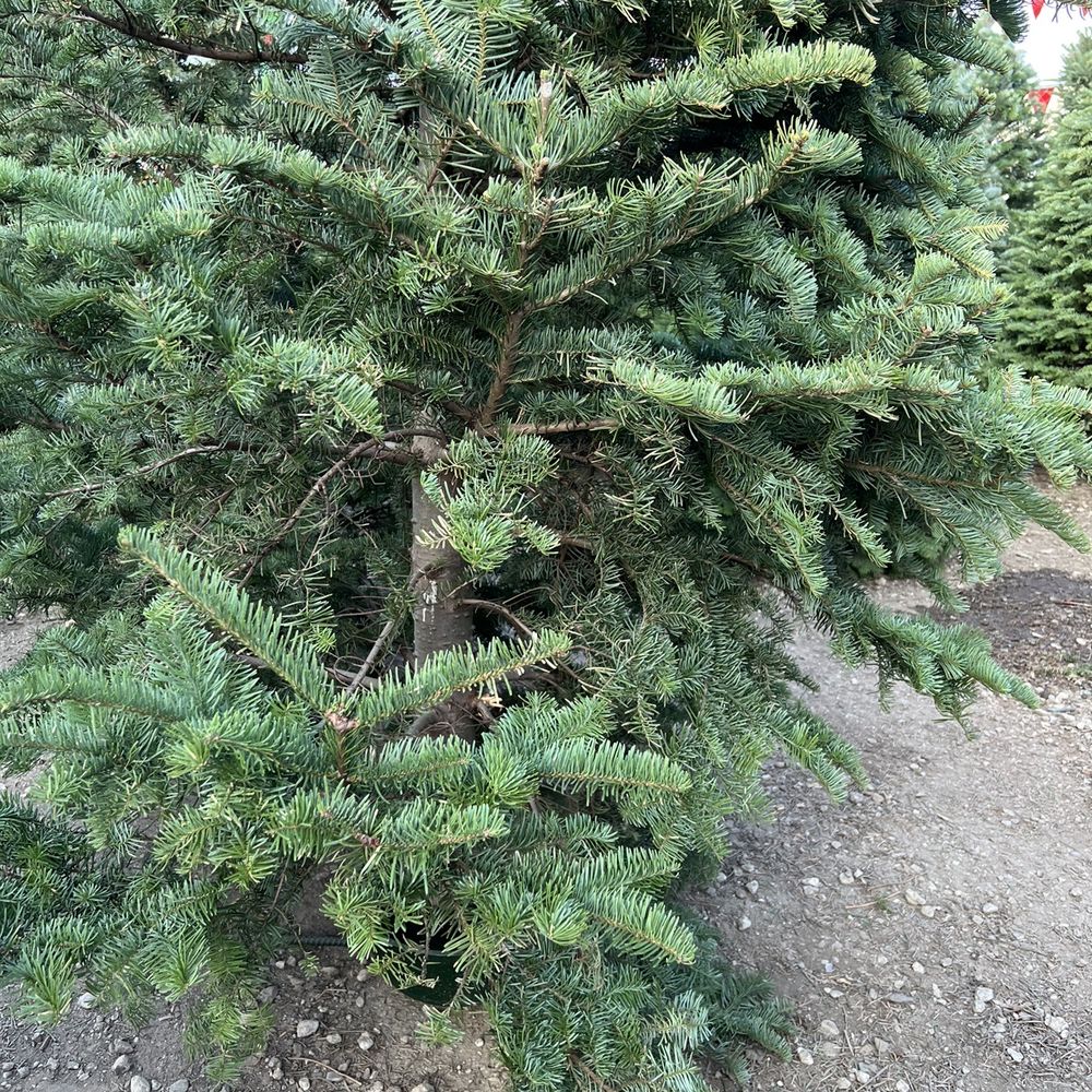 Whittier Christmas trees - Pumpkin Patches Near Me - Whittier, California Whittier Christmas trees - Pumpkin Patches Near Me - Whittier, California